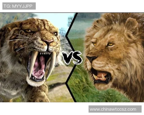 美洲狮与虎的生存之战谁才是丛林之王的真正代表