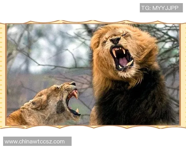 釜山与江原FC激战正酣谁能在这场对决中笑到最后